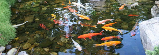 backyard-pond-supplies-08_6 Двор езерце консумативи