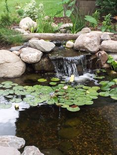 backyard-ponds-with-waterfalls-49_12 Дворни езера с водопади