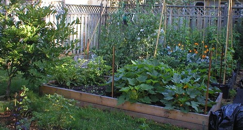 backyard-vegetable-gardens-25_15 Зеленчукови градини в задния двор