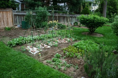 backyard-vegetable-gardens-25_18 Зеленчукови градини в задния двор