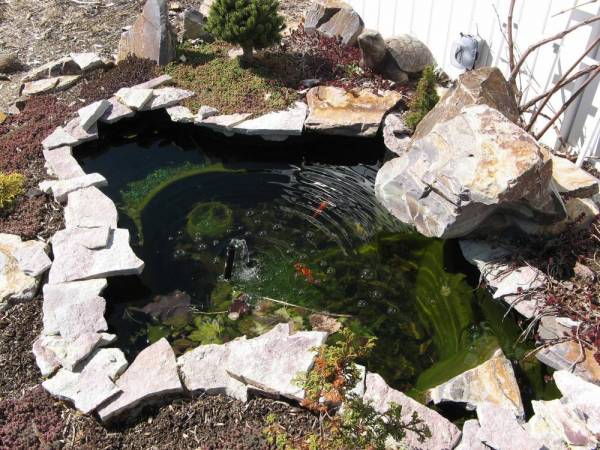 backyard-water-garden-02_8 Дворна водна градина