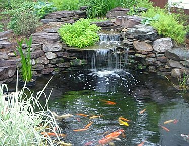 backyard-water-pond-ideas-96_20 Двор вода езерце идеи