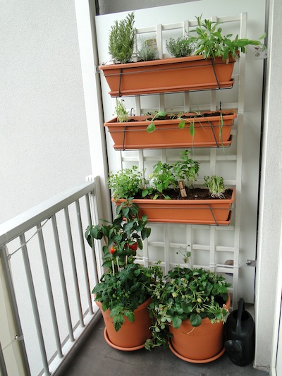 balcony-vegetable-garden-77_10 Балкон зеленчукова градина
