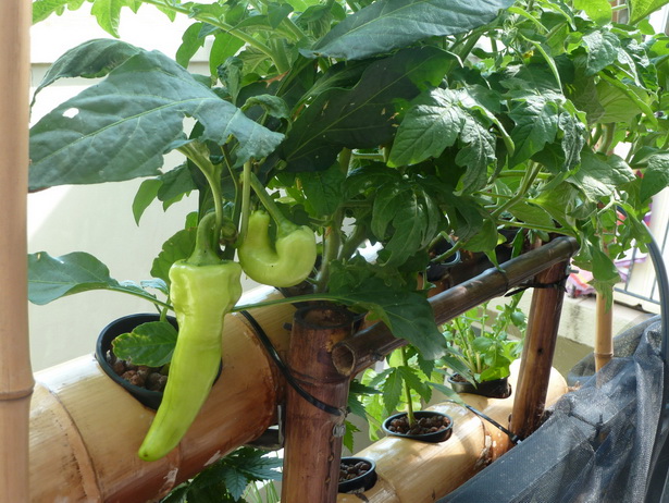 balcony-vegetable-garden-77_15 Балкон зеленчукова градина