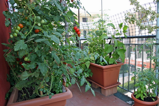balcony-vegetable-garden-77_18 Балкон зеленчукова градина