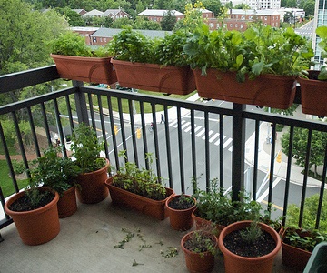 balcony-vegetable-garden-77_8 Балкон зеленчукова градина