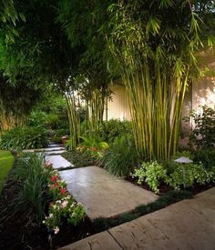 bamboo-backyard-landscaping-20_14 Бамбук задния двор озеленяване