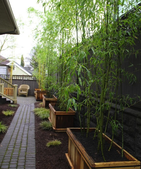 bamboo-backyard-landscaping-20_3 Бамбук задния двор озеленяване
