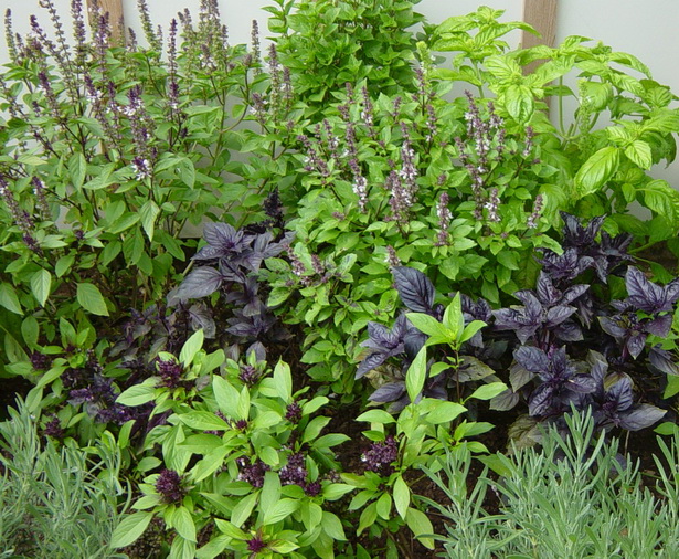 basil-herb-garden-73_3 Босилек билкова градина