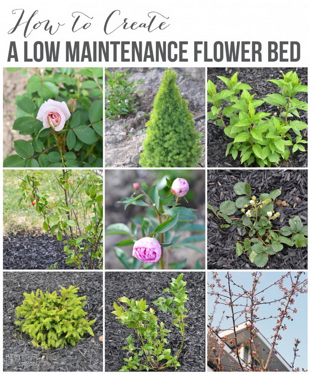 best-plants-for-flower-beds-73_10 Най-добрите растения за цветни лехи