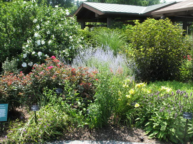 best-plants-for-flower-beds-73_16 Най-добрите растения за цветни лехи
