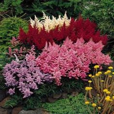 best-plants-for-flower-beds-73_18 Най-добрите растения за цветни лехи
