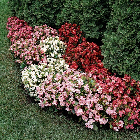 best-plants-for-flower-beds-73_3 Най-добрите растения за цветни лехи