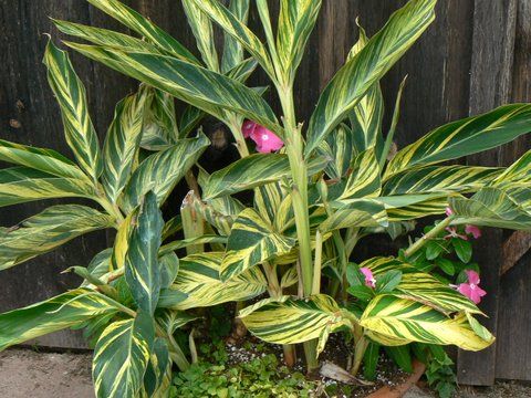 best-plants-for-tropical-garden-02_14 Най-добрите растения за тропическа градина