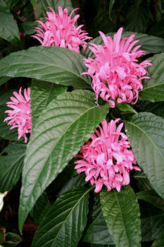 best-plants-for-tropical-garden-02_16 Най-добрите растения за тропическа градина