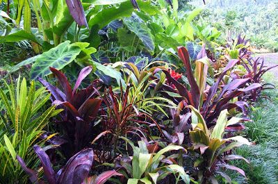 best-plants-for-tropical-garden-02_4 Най-добрите растения за тропическа градина