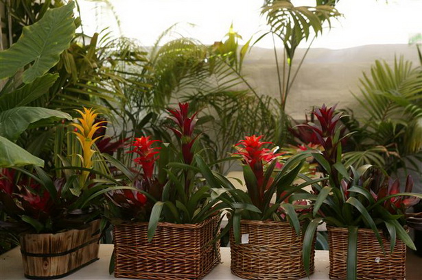 best-plants-for-tropical-garden-02_8 Най-добрите растения за тропическа градина