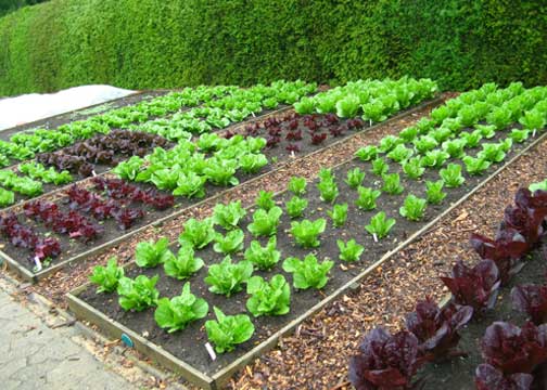 best-vegetable-garden-16_12 Най-добра зеленчукова градина