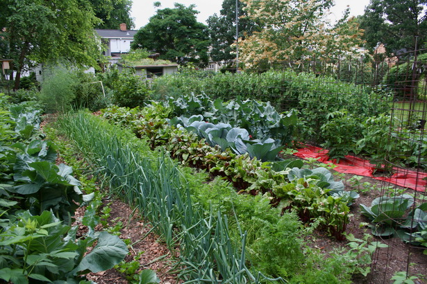 best-vegetable-garden-16_2 Най-добра зеленчукова градина