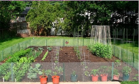 best-vegetable-garden-16_7 Най-добра зеленчукова градина