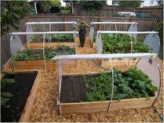 best-vegetables-for-raised-garden-beds-27_13 Най-добрите зеленчуци за повдигнати градински легла