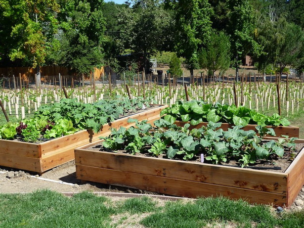 best-vegetables-for-raised-garden-beds-27_4 Най-добрите зеленчуци за повдигнати градински легла