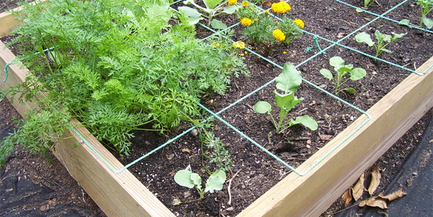 best-vegetables-for-raised-garden-beds-27_5 Най-добрите зеленчуци за повдигнати градински легла