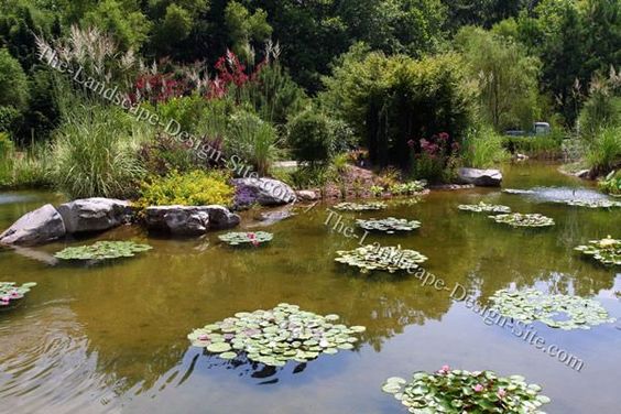 big-garden-ponds-63 Големи градински езера