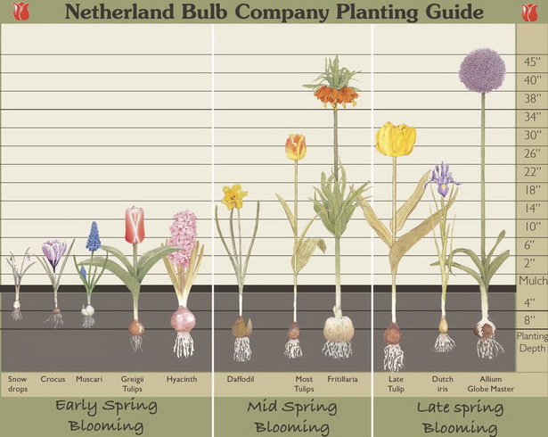 bulb-garden-design-ideas-63_7 Идеи за градински дизайн на крушки
