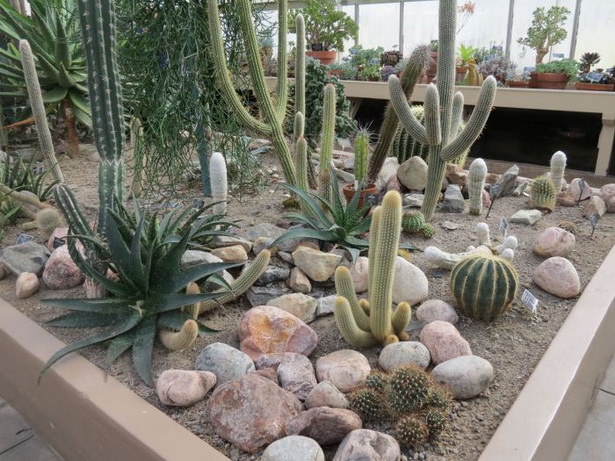 cactus-garden-ideas-75_10 Идеи за кактусова градина