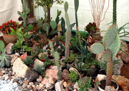 cactus-garden-ideas-75_12 Идеи за кактусова градина