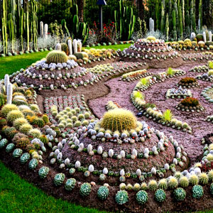 cactus-garden-ideas-75_16 Идеи за кактусова градина