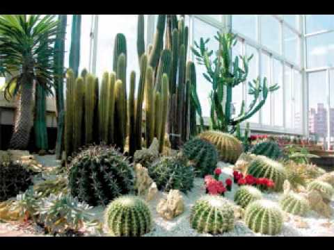 cactus-garden-ideas-75_17 Идеи за кактусова градина