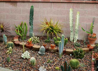 cactus-garden-ideas-75_2 Идеи за кактусова градина