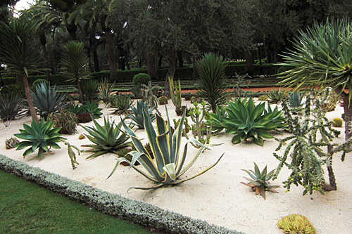 cactus-garden-ideas-75_8 Идеи за кактусова градина