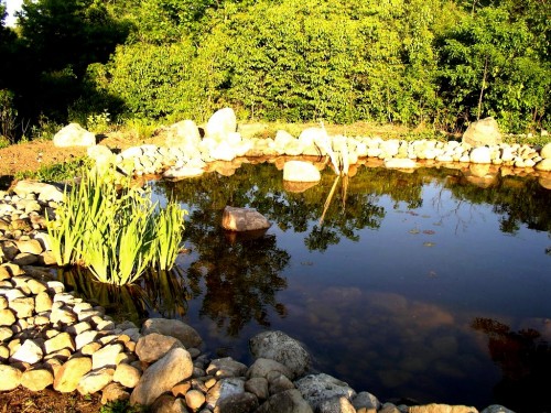 cleaning-garden-ponds-04_12 Почистване на градински езера