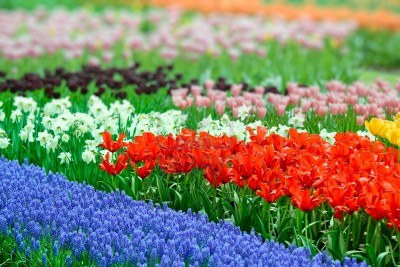 colorful-flower-beds-78_10 Цветни лехи