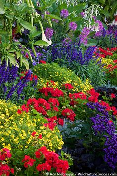 colorful-flower-beds-78_11 Цветни лехи