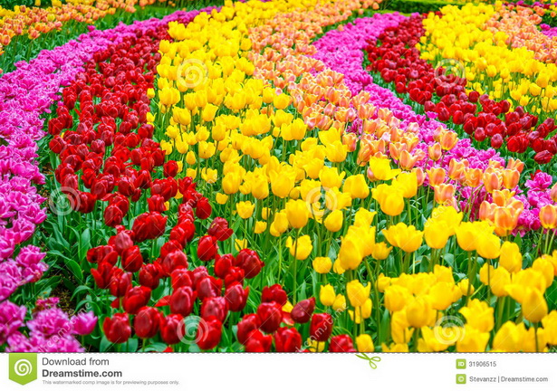 colorful-flower-gardens-47_5 Цветни градини