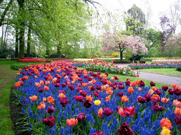 colorful-flower-gardens-47_8 Цветни градини