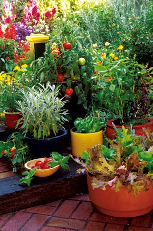 container-garden-ideas-for-patio-95_11 Контейнер градински идеи за вътрешен двор