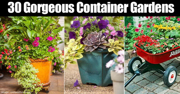 container-garden-ideas-for-patio-95_6 Контейнер градински идеи за вътрешен двор