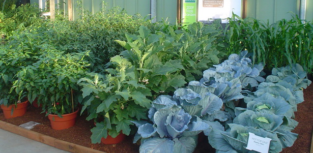 container-gardening-vegetables-34_12 Контейнер градинарство зеленчуци
