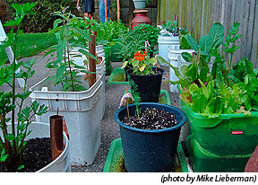 container-gardening-vegetables-34_2 Контейнер градинарство зеленчуци