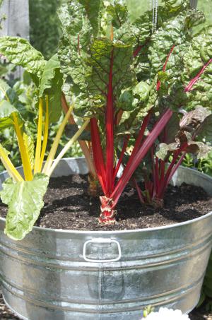 container-gardening-vegetables-34_4 Контейнер градинарство зеленчуци
