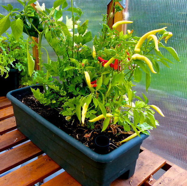 container-vegetable-garden-94_8 Контейнер зеленчукова градина