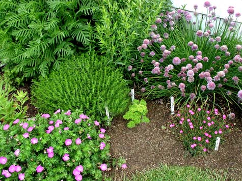 decorative-herb-garden-60_17 Декоративна билкова градина