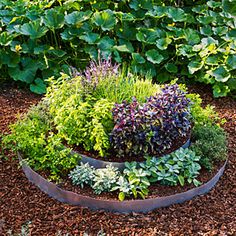 decorative-herb-garden-60_2 Декоративна билкова градина