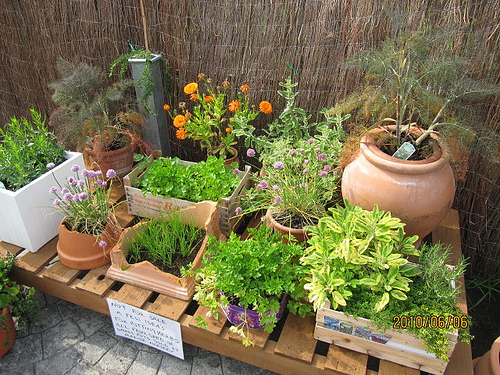 designing-a-herb-garden-59_12 Проектиране на билкова градина