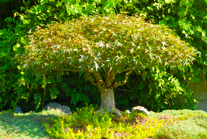 dwarf-trees-for-landscaping-89_16 Джуджета за озеленяване
